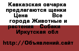 Кавказская овчарка -предлагаются щенки › Цена ­ 20 000 - Все города Животные и растения » Собаки   . Иркутская обл.